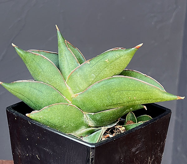 サンスベリア:ビルバオ 3.5号鉢植え*