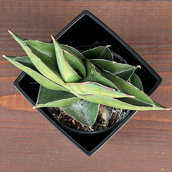 サンスベリア:ビルバオ 3.5号鉢植え*