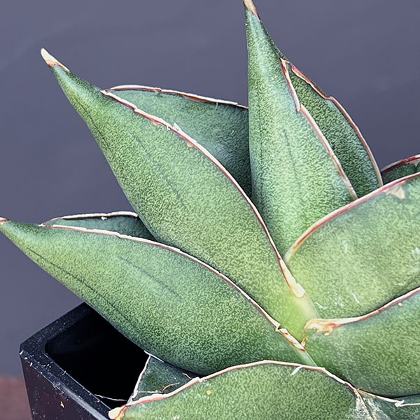 サンスベリア:ビルバオ 3.5号鉢植え*