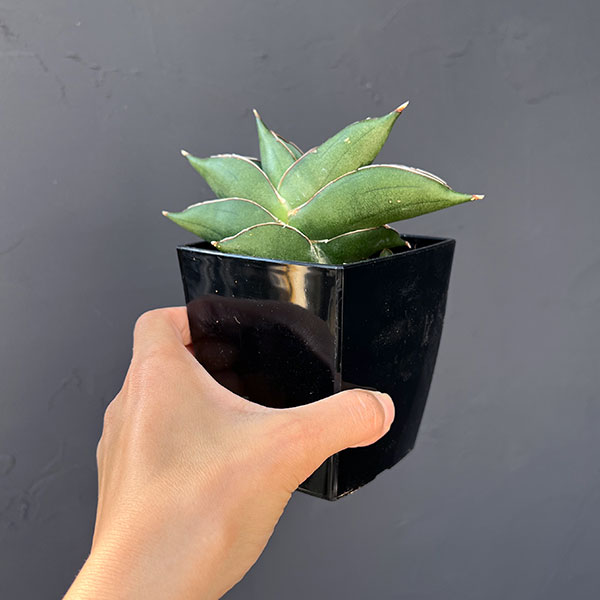 サンスベリア:ビルバオ 3.5号鉢植え*