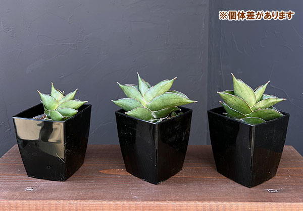 サンスベリア:ビルバオ 3.5号鉢植え*
