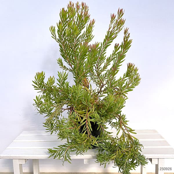 リューカデンドロン:ゾーイ 7号鉢植え