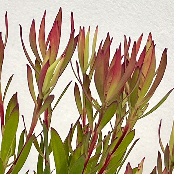 リューカデンドロン:ゾーイ 7号鉢植え