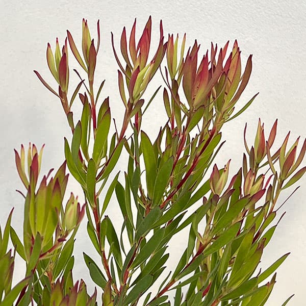 リューカデンドロン:ゾーイ 7号鉢植え
