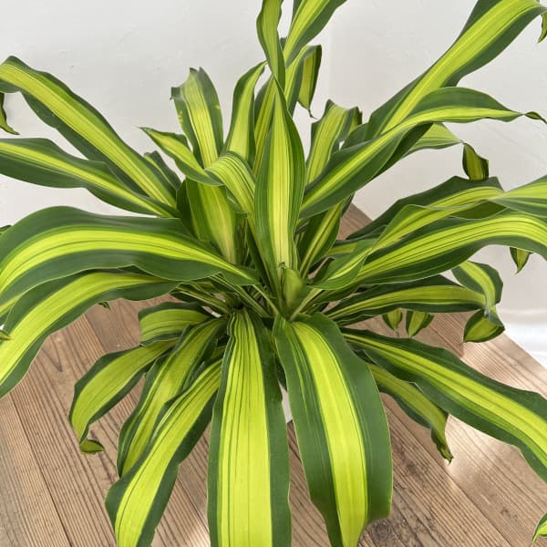 ドラセナ:ゴールドコード 7号鉢植え