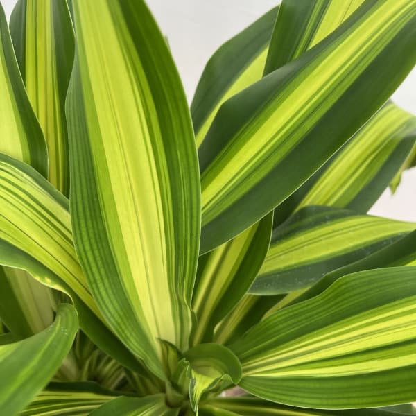 ドラセナ:ゴールドコード 7号鉢植え