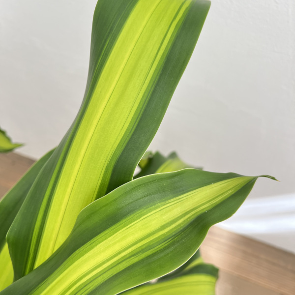 ドラセナ:ゴールドコード 7号鉢植え