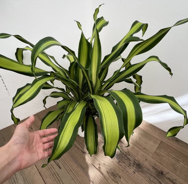 ドラセナ:ゴールドコード 7号鉢植え