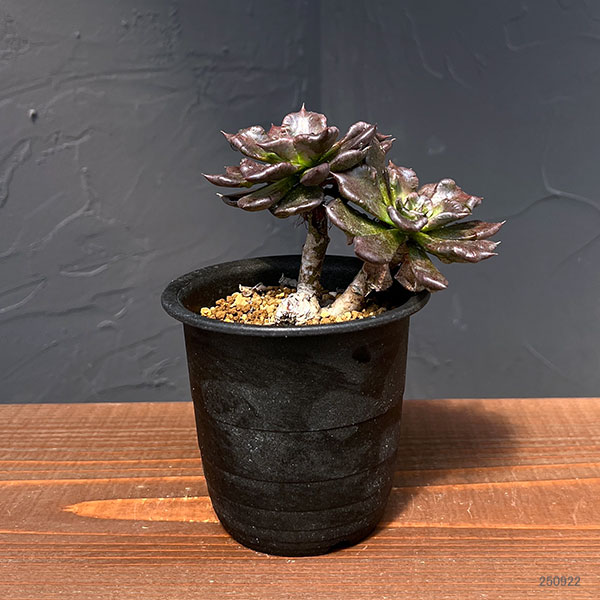 エケベリア:ブラックマディバ 2.5号鉢植え*