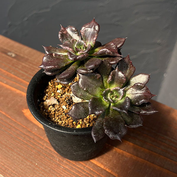 エケベリア:ブラックマディバ 2.5号鉢植え*
