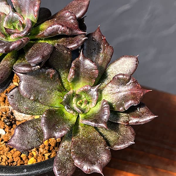 エケベリア:ブラックマディバ 2.5号鉢植え*