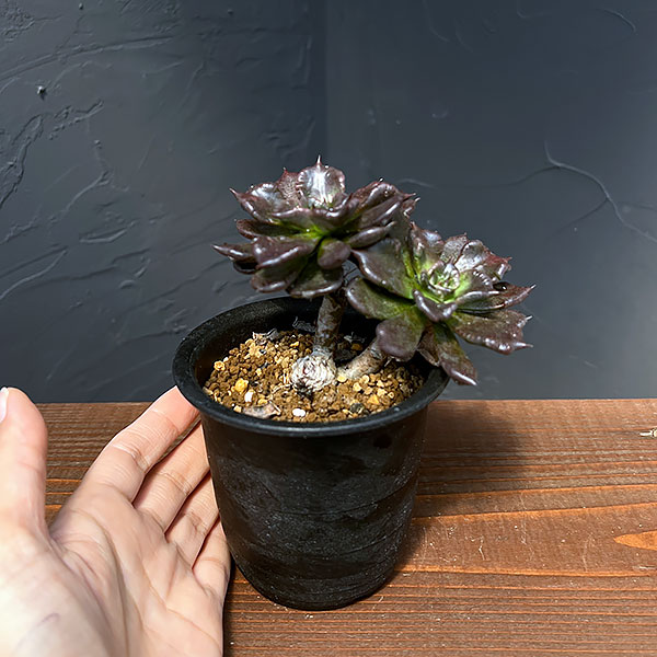 エケベリア:ブラックマディバ 2.5号鉢植え*