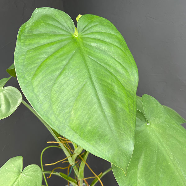 シンゴニウム:チアペンス 6号鉢植え*