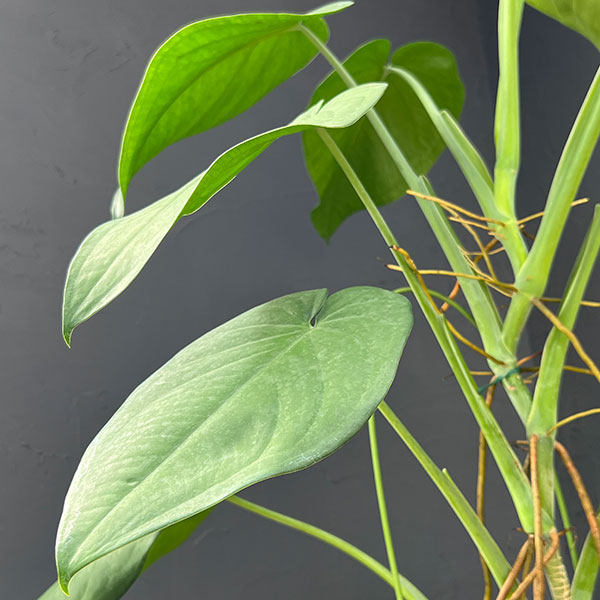 シンゴニウム:チアペンス 6号鉢植え*
