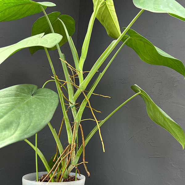 シンゴニウム:チアペンス 6号鉢植え*