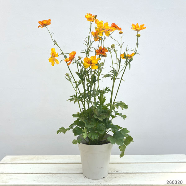 ラナンキュラス：サラセレネ　ラゴス5号鉢植え