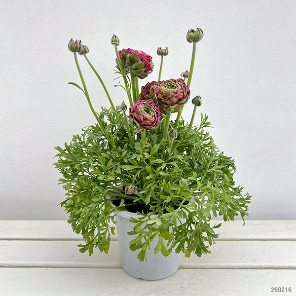 ラナンキュラス：ポンポン　アラジン5号鉢植え