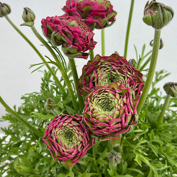 ラナンキュラス：ポンポン　アラジン5号鉢植え