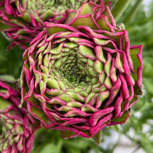 ラナンキュラス：ポンポン　アラジン5号鉢植え