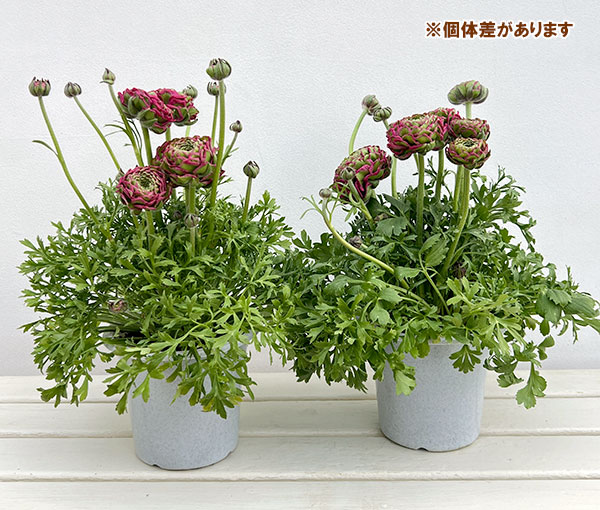 ラナンキュラス：ポンポン　アラジン5号鉢植え