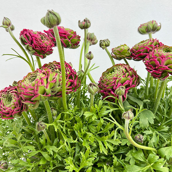 ラナンキュラス：ポンポン　アラジン5号鉢植え