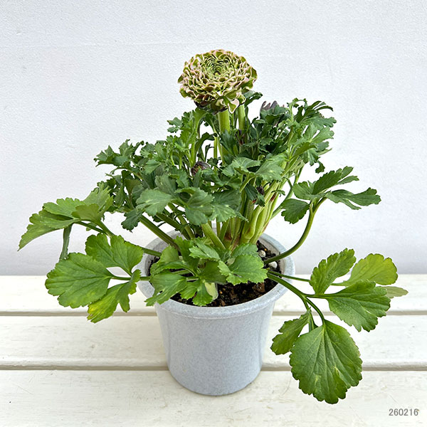 ラナンキュラス：ポンポン　キャンディ5号鉢植え