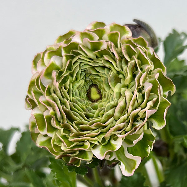 ラナンキュラス：ポンポン　キャンディ5号鉢植え