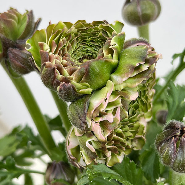 ラナンキュラス：ポンポン　キャンディ5号鉢植え