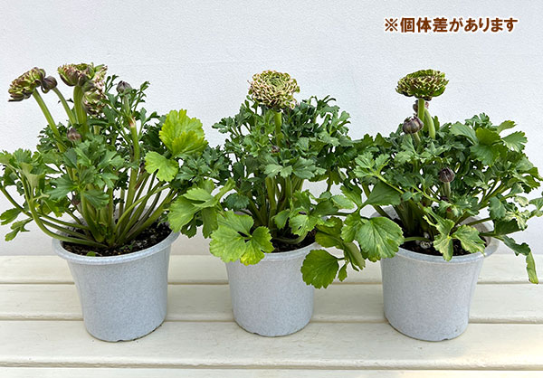 ラナンキュラス：ポンポン　キャンディ5号鉢植え