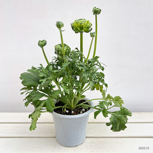 ラナンキュラス:ポンポン イグルー5号鉢植え