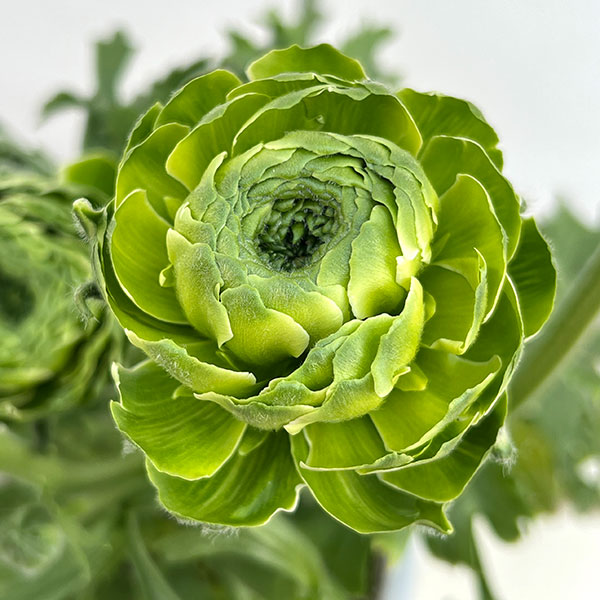 ラナンキュラス:ポンポン イグルー5号鉢植え