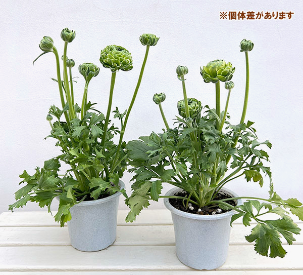 ラナンキュラス:ポンポン イグルー5号鉢植え