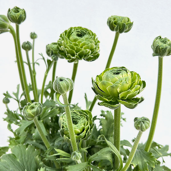 ラナンキュラス:ポンポン イグルー5号鉢植え