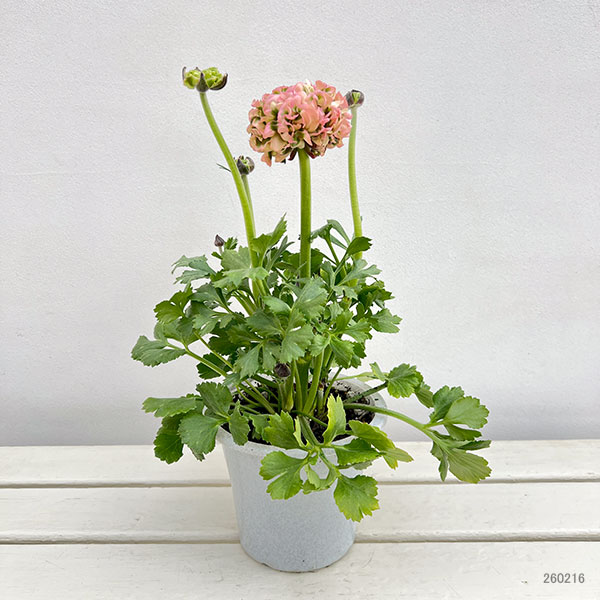ラナンキュラス:ポンポン アリス5号鉢植え