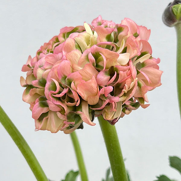 ラナンキュラス:ポンポン アリス5号鉢植え