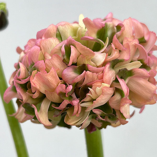 ラナンキュラス:ポンポン アリス5号鉢植え