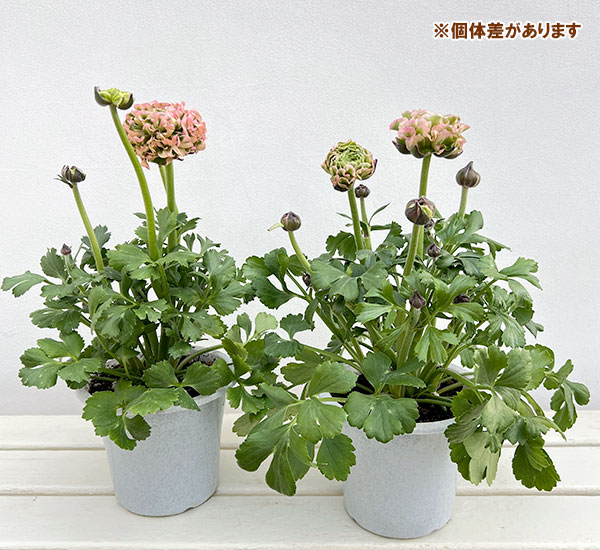 ラナンキュラス:ポンポン アリス5号鉢植え