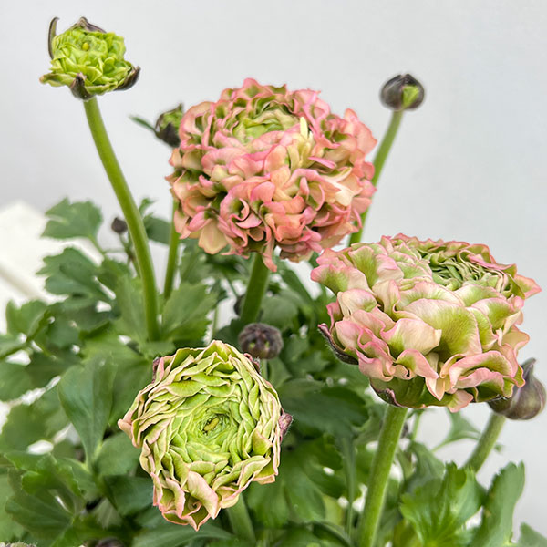 ラナンキュラス:ポンポン アリス5号鉢植え