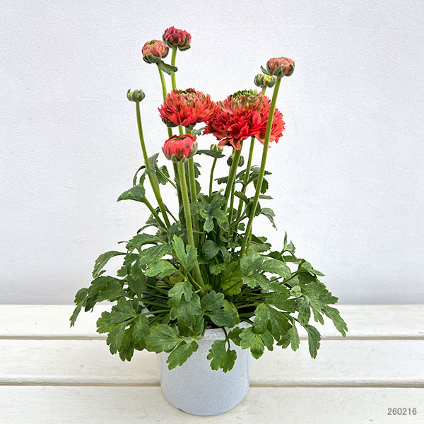 ラナンキュラス:ポンポン ミネルバ5号鉢植え