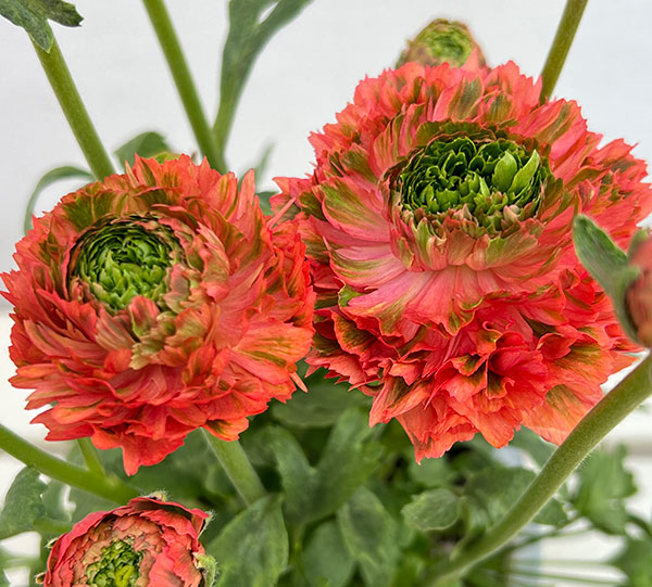 ラナンキュラス:ポンポン ミネルバ5号鉢植え