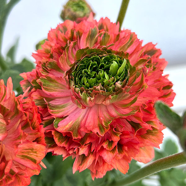 ラナンキュラス:ポンポン ミネルバ5号鉢植え