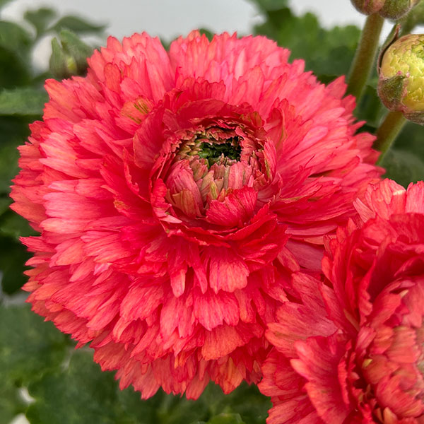 ラナンキュラス:ポンポン ミネルバ5号鉢植え