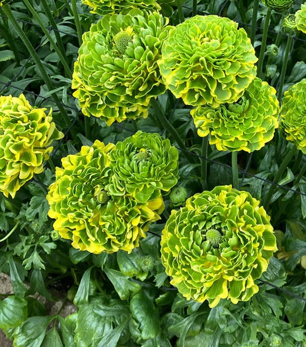 ラナンキュラス:ポンポン ピーターパン5号鉢植え