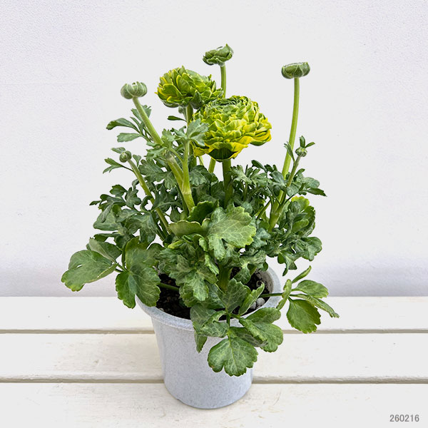 ラナンキュラス:ポンポン ピーターパン5号鉢植え
