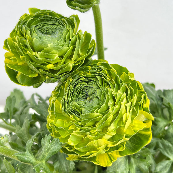 ラナンキュラス:ポンポン ピーターパン5号鉢植え