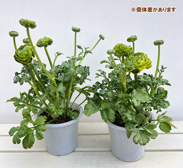 ラナンキュラス:ポンポン ピーターパン5号鉢植え