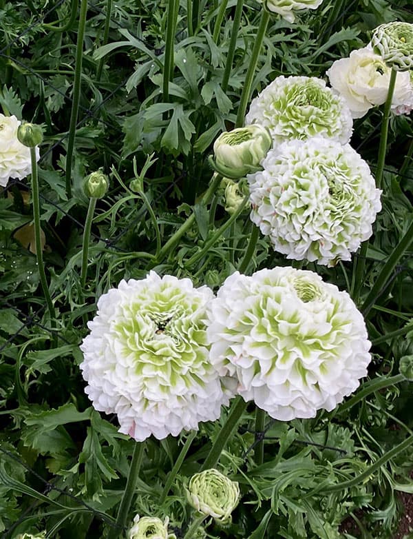 ラナンキュラス：ポンポン　キャスパー5号鉢植え