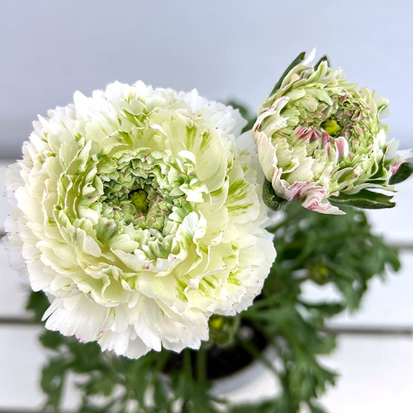 ラナンキュラス：ポンポン　キャスパー5号鉢植え