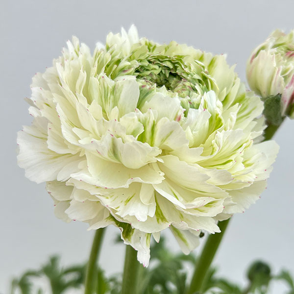 ラナンキュラス：ポンポン　キャスパー5号鉢植え