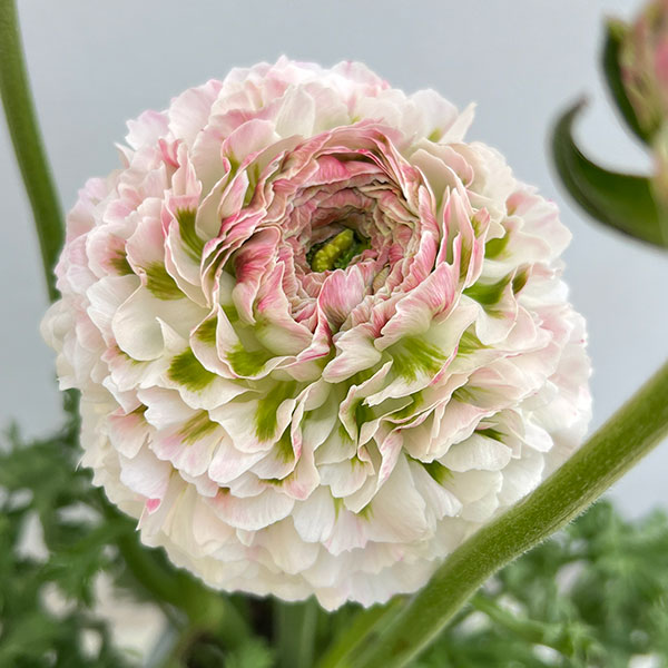 ラナンキュラス：ポンポン　キャスパー5号鉢植え